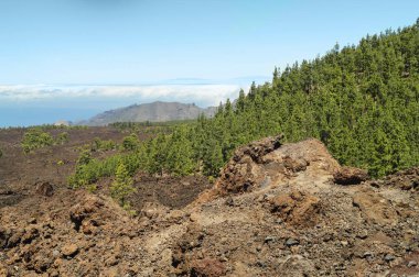 Volkanik manzaralar ve yemyeşil çam ağaçları Teide Ulusal Parkı 'nda volkanik kaya oluşumuna doğru yol alıyorlar. Tenerife Kanarya Adaları, İspanya.        