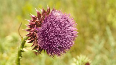 Kutsal süt devedikeni çiçeği, yakın plan. Sarı arka planda sarı arka planda bitkisel şifalı bitki dikeni. Yan görüş. Seçici odak, yakın çekim, kopyalama alanı. Pankart.                     