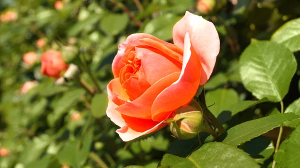 靠近橙色的玫瑰在绿色的背景上 有柔软的焦点 香花用于香水 化妆品生产 侧视图 选择焦点 复制空间 — 图库照片