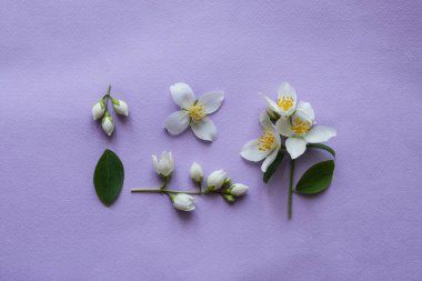 Mor arka planda beyaz yasemin çiçeklerinin bileşimi. Yaz, bahar, tatil konsepti. Üst manzara, düz uzanma.