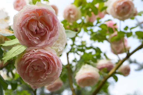 Gartenrosen Einem Strauch Einem Sommergarten Blumenbusch Schöne Rose Seitenansicht Raum — Stockfoto