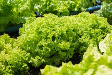 Marul biyo yeşil kıvırcık Lollo Bionda Rossa hasat tarlası. Yaprak kaplama fabrikası, seradan organik tarım sebzeleri bırakır. Yan görünüm.