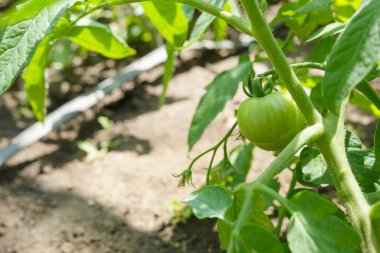 Çalılıklarda yeşil domatesler. Domatesler bahçede olgunlaşır. Yeşil domates tarlasında domates bitkisi. Organik tarım. Yan görünüm, metin için boşluk kopyala, çarpım yeri.
