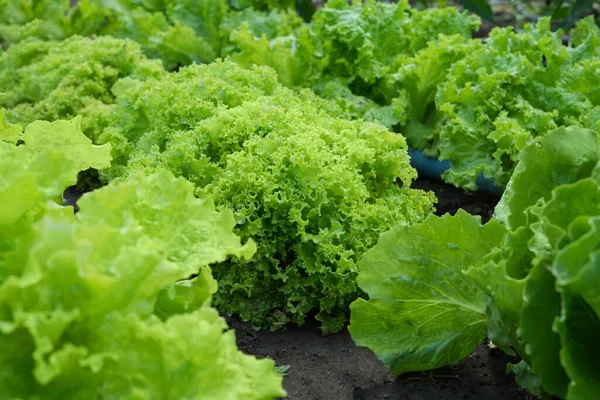 stock image Lettuce bio green curly Lollo Bionda Rossa harvest farm field. Leaf closeup plant leaves greenhouse organic plantation vegetables. Side view.