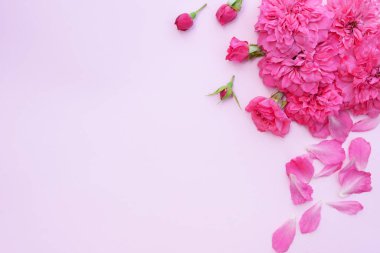 Kompozisyon, pembe güllerden yapılmış çerçeve köşesi. Pembe arkaplan ve metin için yer. Güller çiçek desenli üst görünüm, düz görünüm, metin için kopyalama alanı. Pankart.