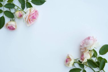Beyaz arkaplanda gül çiçekleri. Tasarım ve metin için kopya alanı var. Pembe güllerin ve gül tomurcuklarının üst görüntüsü. Çiçek kartı. Tatil, tebrikler, anneler günün kutlu olsun. Uluslararası Kadınlar Günü.