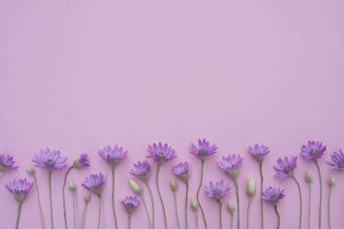 Mor çiçeklerin bileşimi, Xeranthemum, pembe arka planda. Yaz, bahar, tatil konsepti. Üst görünüm, düz görünüm, metin için alanı kopyala.