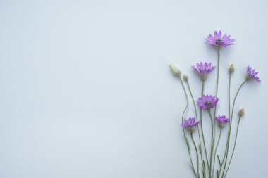 Xeranthemum annuum, çiçekli bir bitki türüdür ve yıllık olarak ölümsüz ya da ölümsüz olarak bilinir. Beyaz arka planda mor çiçeklerin bileşimi. Yaz, bahar, tatil konsepti. Üst görünüm.