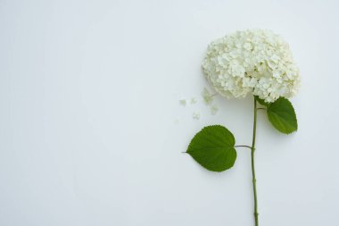 Beyaz arka planda güzel, beyaz bir ortanca çiçeği. Çiçek konsepti. Düz yatış, üst görünüm.