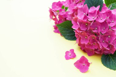 Pastel sarı arka planda yeşil yapraklı pembe ortanca çiçekleri. Kopyalama alanı olan yan görünüm. Çiçek kartı. Tatil, tebrikler, anneler günün kutlu olsun. Uluslararası Kadınlar Günü.