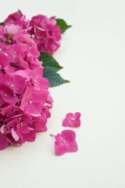 Açık arkaplanlı yeşil yapraklı pembe ortanca çiçekleri. Kopyalama alanı olan yan görünüm. Çiçek kartı. Tatil, tebrikler, anneler günün kutlu olsun. Uluslararası Kadınlar Günü.