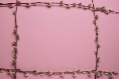 Pussy Willow flowers branches on a pink background. Top view, flat lay. Space for text.