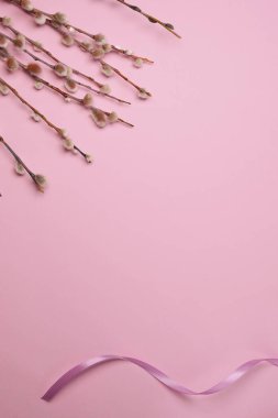 Pussy Willow flowers branches with ribbon on a pink background. Top view, flat lay. Space for text.