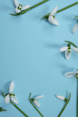 Beyaz kar damlası, ilkbaharın mavi arka plandaki ilk çiçeği. Düz yerde, üst tarafta. Metin için boşluk.