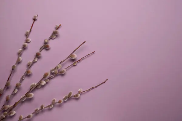 Pussy willow branches with catkins on pink pastel background. Happy Easter, Palm Sunday concept. Flat lay, top view, copy space