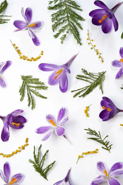 Seamless pattern of violet crocuses, yellow flowers mimosa on a white background. Top view, flat lay. Space for text. Easter, Women\'s day concept. Spring flowers banner.