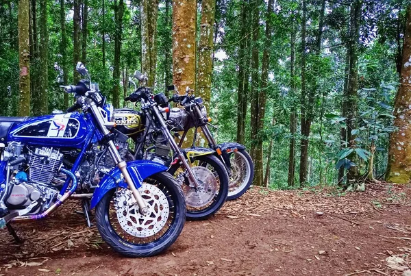 Tre Vecchie Moto Nella Pineta — Foto Stock