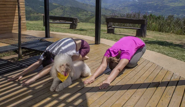 Small dog accompanies two Latin women as they do outdoor yoga stretches on a sunny day outside. Fitness and healthy lifestyle with friendly pet
