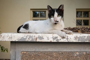 Siyah beyaz Tel Aviv kedisi günün sonunda uzanıyor. Yüksek kalite fotoğraf