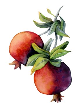 İki parlak kırmızı suluboya nar ve yeşil yapraklar beyaz bir arkaplanda izole edilmiş..