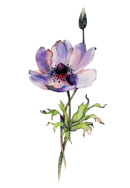 Фіолетова Квітка Анемони Зеленим Листям Акварельна Ботанічна Ілюстрація Ізольована Білому — стокове фото