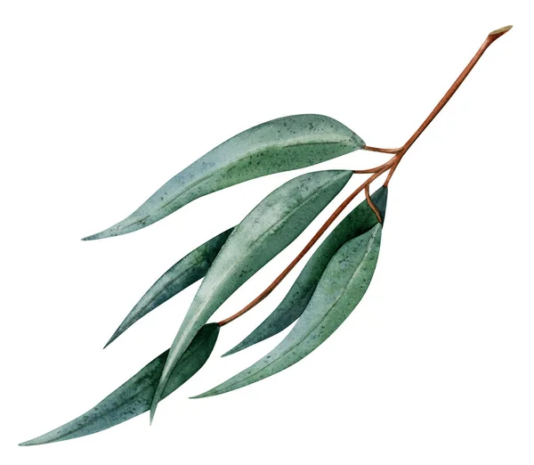 葉が長い緑色のユーカリの小枝白地に孤立した植物図 パッケージステッカーやポストカードのデザインのための手描きのオーストラリアの薬用植物クリップ — ストック写真