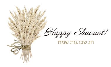 Beyaz arka planda izole edilmiş İbrani Chag Sameach illüstrasyonlu Mutlu Shavuot bayrağı. Kırsal buğday buketi. İple bağlanmış. Yahudi bayramı için pastel bej rengi..