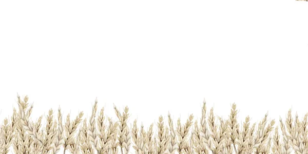 Vetefält Sömlös Gränsmall Med Kopieringsutrymme För Text Akvarell Horisontella Banderoll — Stockfoto