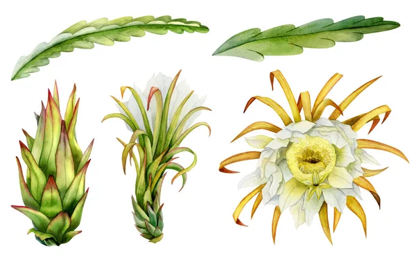 Kaktusblüten Und Blätter Weißen Gelben Und Grünen Farben Illustrieren Die — Stockfoto