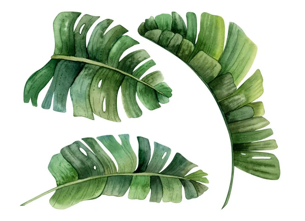 Aquarell Tropische Blätter Von Monstera Bananenstaude Und Strelizia Illustrationsset Handgezeichnete — Stockfoto