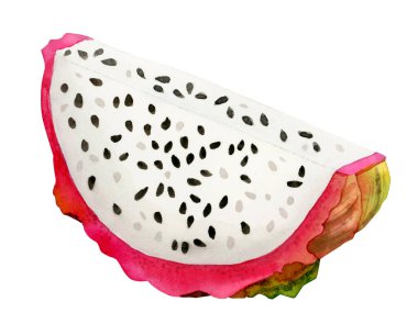 Suluboya parlak pembe ejderha meyve dilimi botanik çizimi. Pitaya tropikal yiyecekler. Vejetaryen ve süper yiyecekler beyaz arka planda izole edilir.