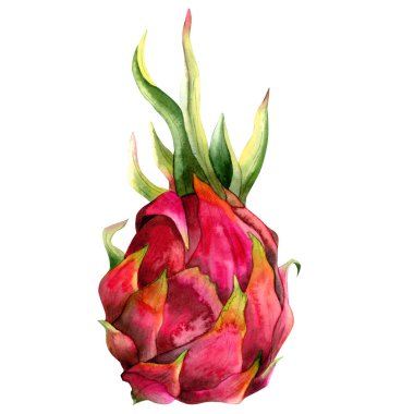 Pitaya ejderha meyveli pitahaya suluboya çizimi açık pembe ve yeşil renklerde. Gerçekçi botanik kaktüsleri egzotik yaz tasarımları için beyaz arka planda izole edilmiş..