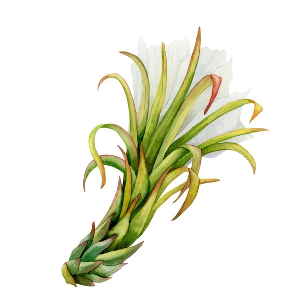 Akwarelowy Kwiat Kaktusa Liśćmi Widok Boku Biały Zielony Kwiat Owocu — Zdjęcie stockowe