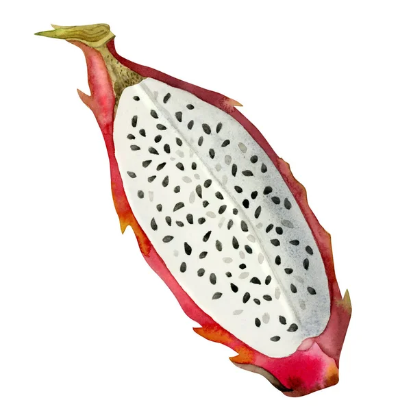 Aquarelle Rouge Dragon Tranche Fruit Illustration Botanique Vue Dessus Pitahaya — Photo