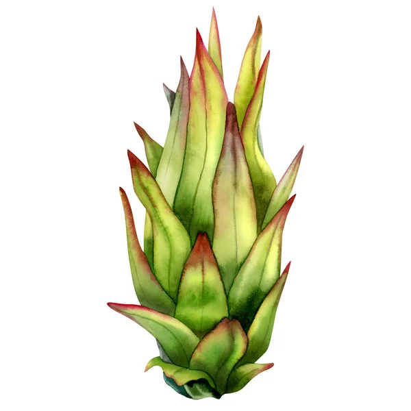 Ung Växande Drake Frukt Gröna Och Gula Färger Pitaya Tillväxt — Stockfoto