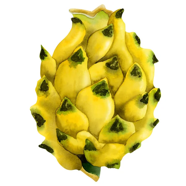 Amarillo Dragón Fruta Acuarela Ilustración Tropical Asian Pitaya Fruit Clipart —  Fotos de Stock
