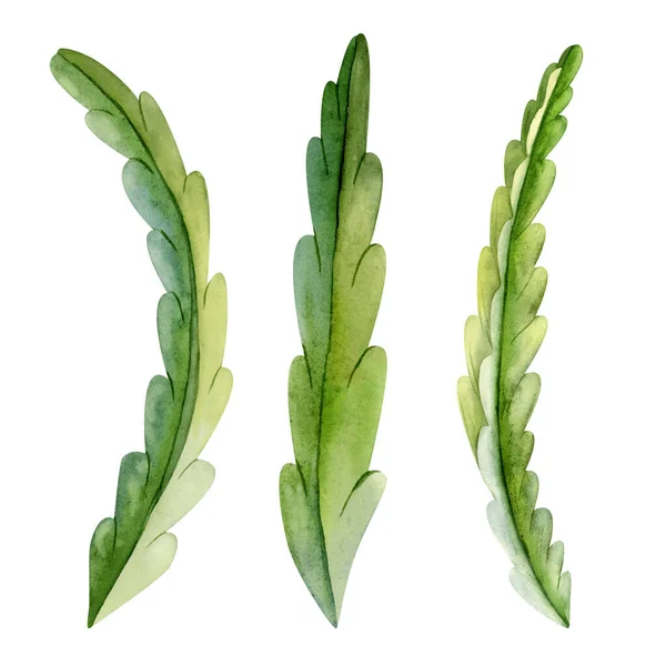 Υδατογραφία Σετ Από Φύλλα Κάκτου Δράκου Φύλλα Απεικονίσεις Hylocereus Pitaya — Φωτογραφία Αρχείου
