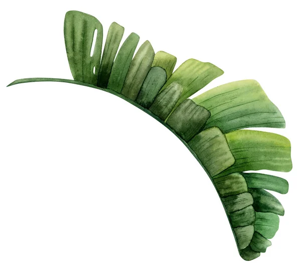 水の色緑の熱帯ヤシの葉 サイドビュー 白地に描かれた手描きイラスト バナナの植物エキゾチックな葉 楽園の植物やモンスターの鳥 — ストック写真