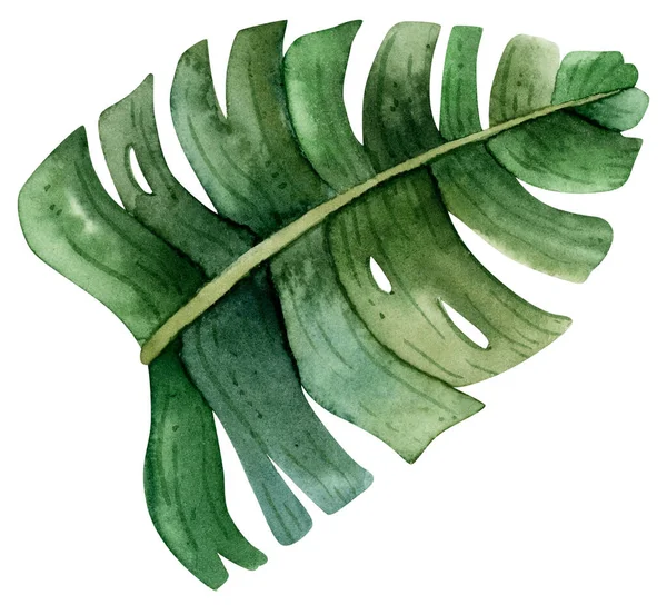 水彩绿的Monstera叶 顶部视图 手绘现实的图画 孤立在白色背景上 香蕉叶植物异国情调 天堂鸟植物或怪兽 — 图库照片
