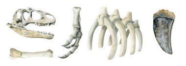 El çizimi dinozor kemikleri çizim seti. Tyrannosaurus Rex suluboya kafatası, rins, pati, diş, beyaz arkaplanda izole edilmiş iskelet fosilleri