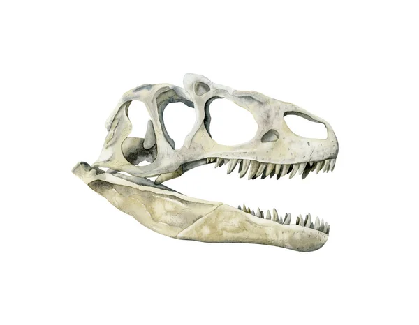 Υδατογραφία Κρανίο Αρπακτικού Δεινοσαύρου Απομονωμένο Λευκό Φόντο Ρεαλιστικός Προϊστορικός Τυραννόσαυρος — Φωτογραφία Αρχείου