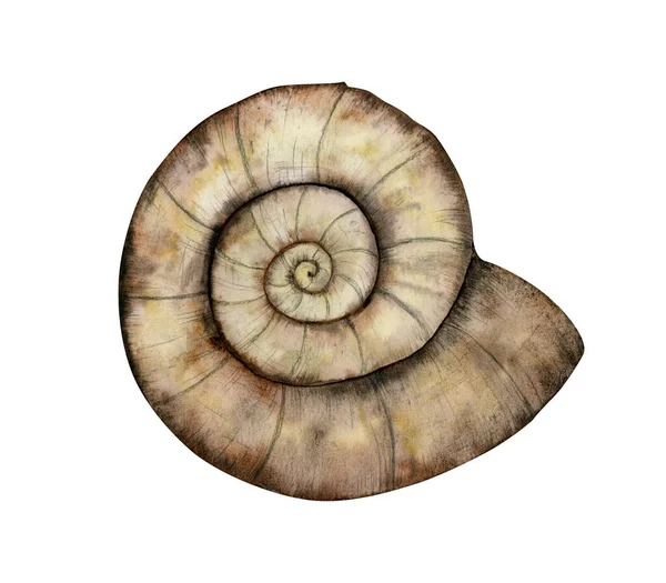 Illustration Aquarelle Fossile Ammonite Nautilus Coque Ammonoidée Brun Dessinée Main — Photo