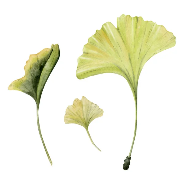 Watercolor Green Yellow Ginkgo Leaves Set Three Isolated White Background — Stock Photo, Image