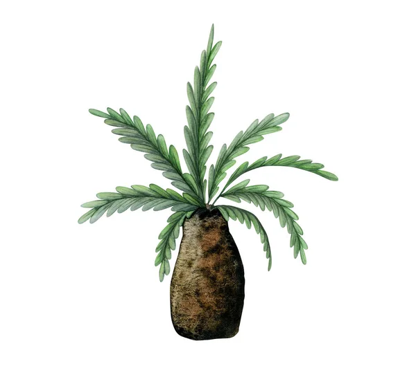 Короткий Рисунок Акварелью Пальмы Тропическое Растение Эпохи Динозавров Изолированы Белом — стоковое фото