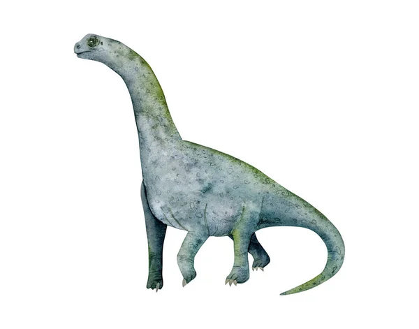 Camarasaurus Sauropod Dinosaur Watercolor Illustration Isolated White Background Brachiosaurus Drawing — Stock Photo, Image