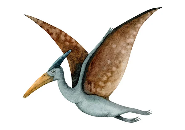 Brun Och Blå Akvarell Pterodaktyl Pterosaurie Med Breda Vingar Från — Stockfoto