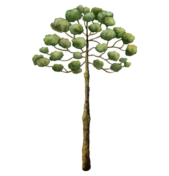 Akvarell Araucaria Träd Från Forntida Dinosaurietid Hand Dras Norfolk Island — Stockfoto