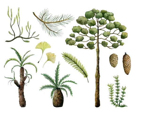 水彩画一套史前古植物和恐龙时代的树木 以白色背景 蕨类为背景隔离而成 — 图库照片