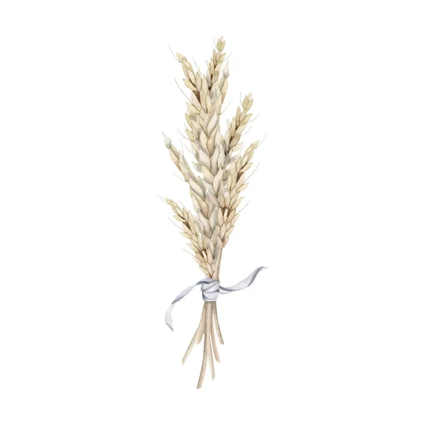 Букет Пшениці Акварелі Світло Блакитною Стрічкою Намальована Вручну Ілюстрація Білому — стокове фото