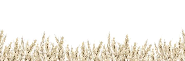 Ručně Nakreslené Pšeničné Uši Polní Horizontální Ohraničovací Transparentě Akvarel Ilustrace — Stock fotografie